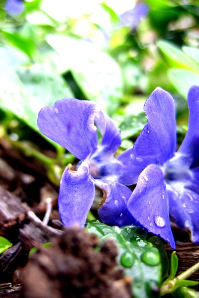 Blue Pair