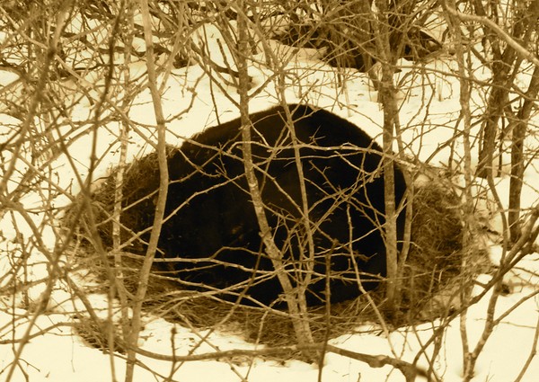 Hibernating Black Bear