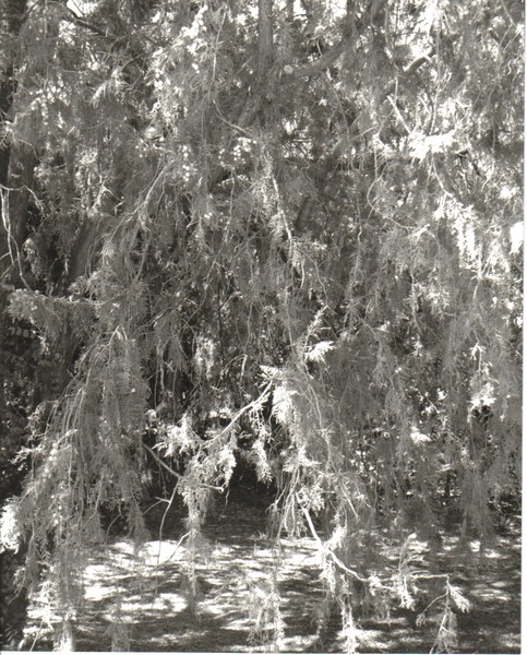 Shag Tree