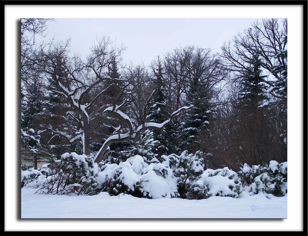 Winter's Blanket