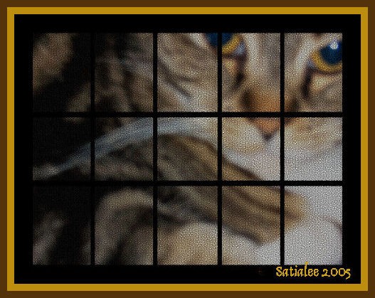 A Mouse's View