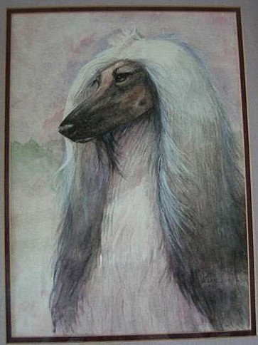 afghan hound