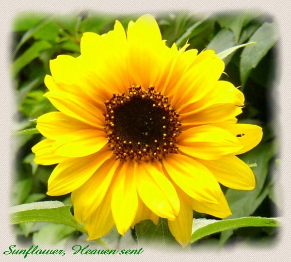 Sunflower