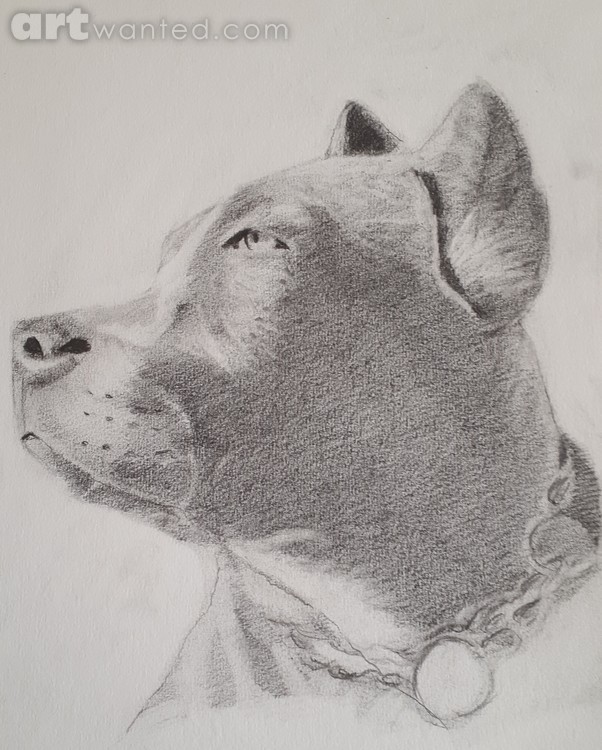 Pit bull