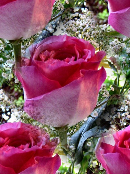 Roses Are Pink (Two)