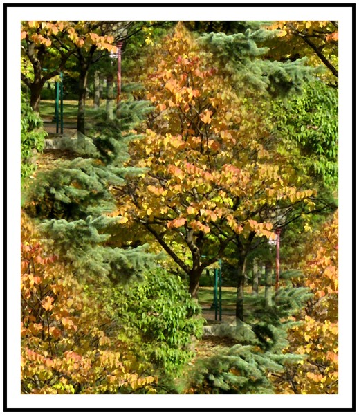 Autumn In The Park (Seventeen)