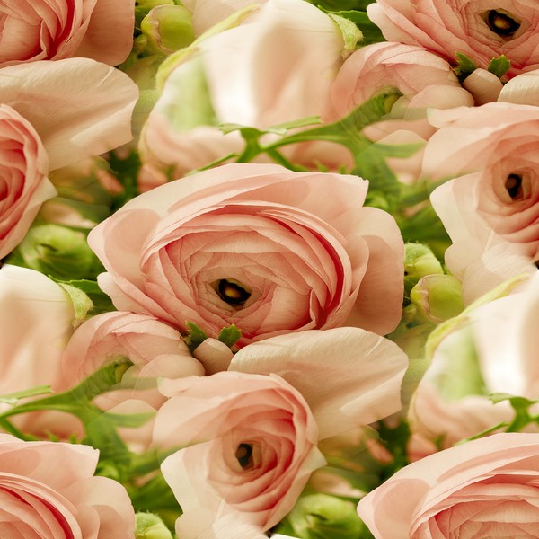 Valentine Roses (One)