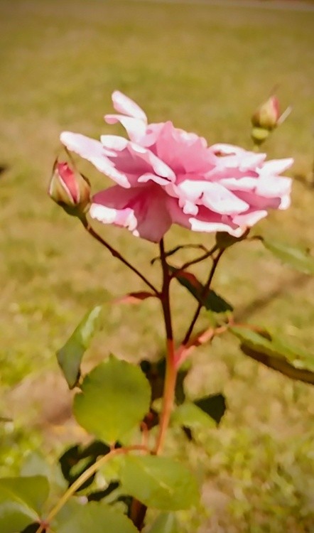 Roses