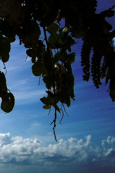 GrapeVine