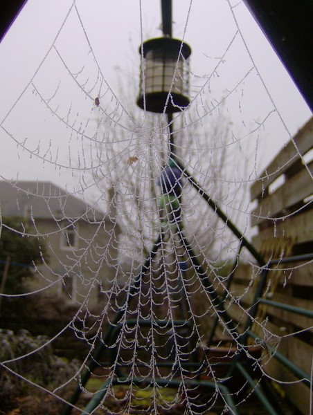 Winter Web