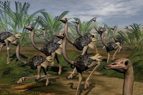 Ostrich Stampede