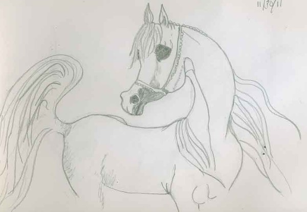 Arab filly