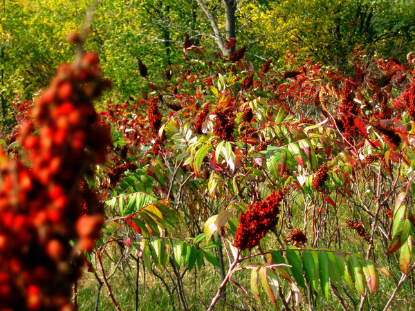 Red flower dealys