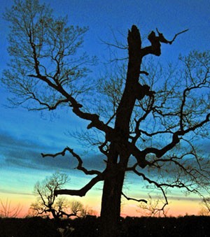 Wounded and Lonely