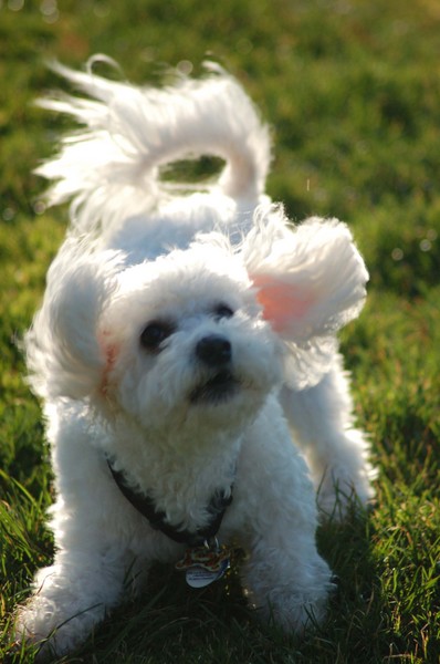 Fiesty Dog 