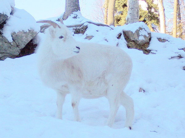 Dall Sheep 2