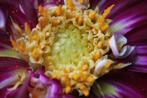 Downward facing bloom of hope