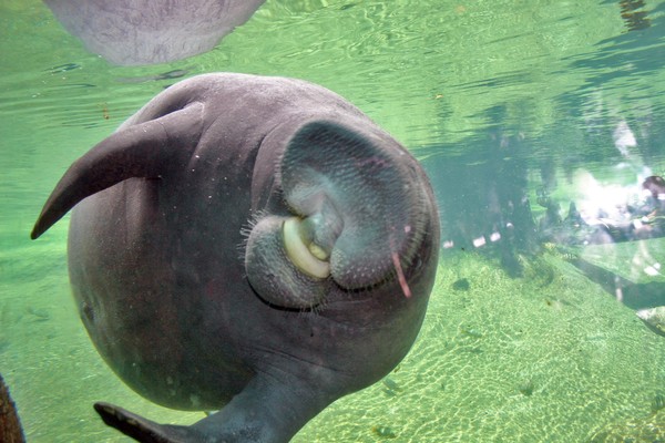 Manatee Kiss
