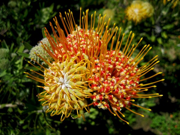 Protea Cluster 1