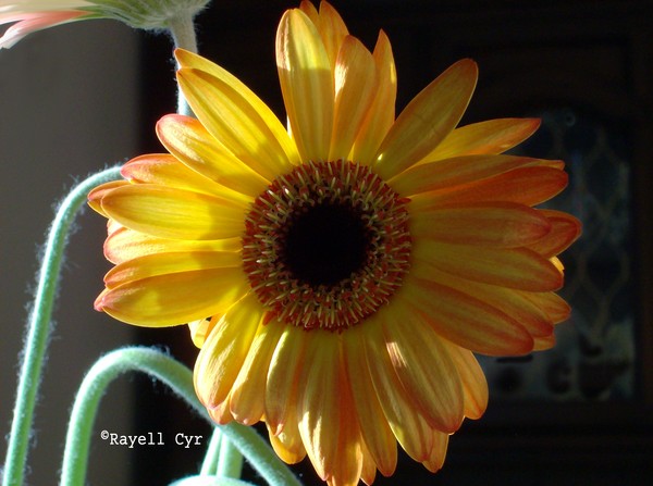 sunshine