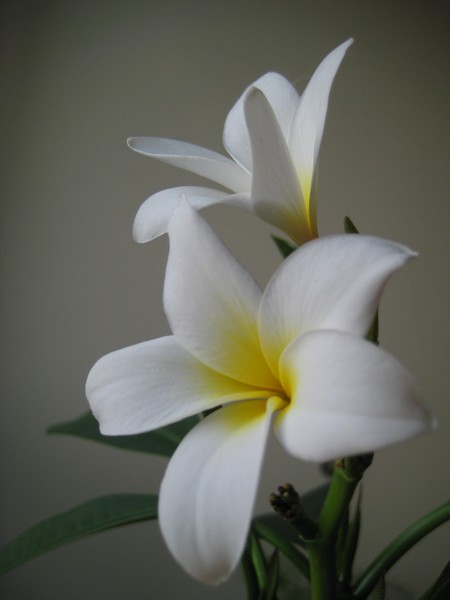 Plumeria