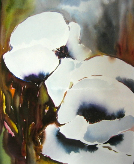 two white poppies