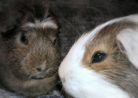 Cavy Love