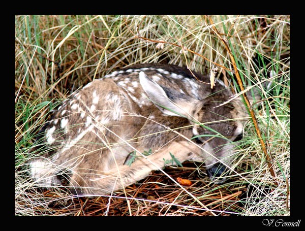Hidden In the Grass