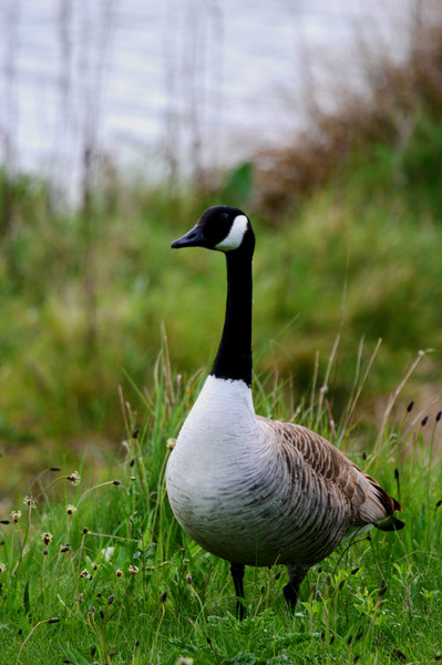 Canada Goose
