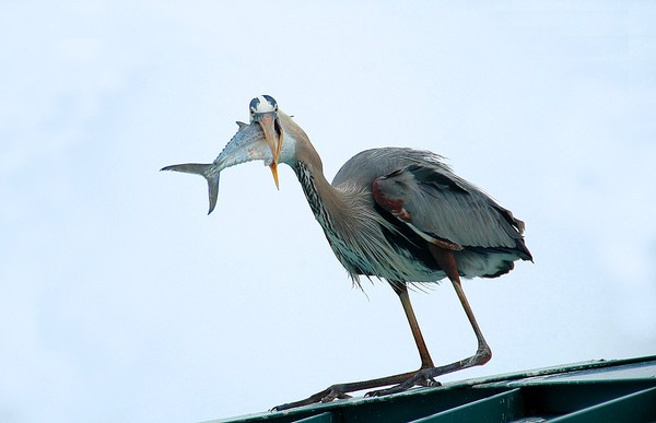 Blue Heron with a mouthful