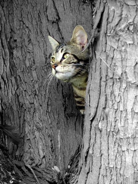 Watching and Waiting