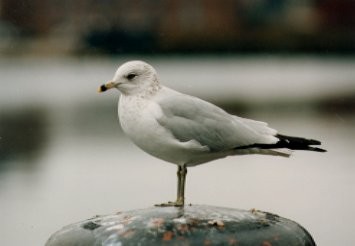 bird1