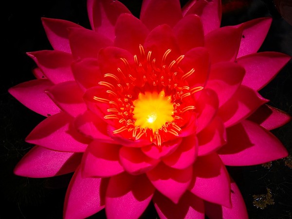 Waterlily Mayla
