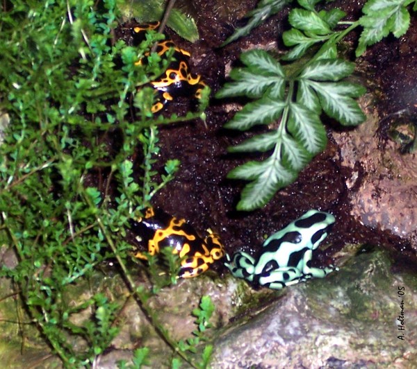 Poison Dart Frogs