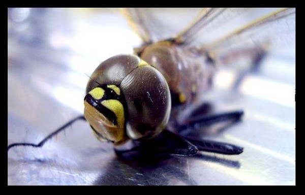 Dragonfly