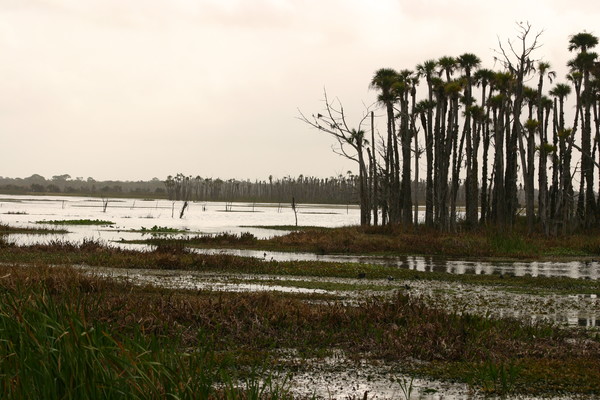Florida Wetlands