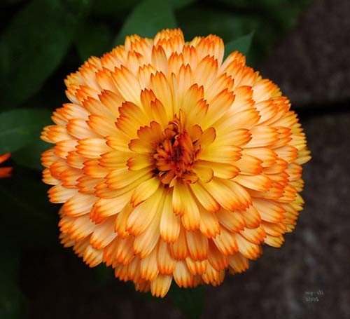 Orange Ball