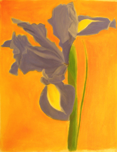 Blue Iris
