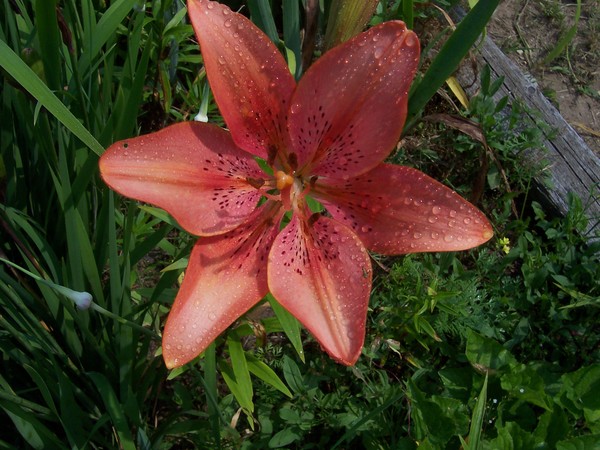 Orange beauty