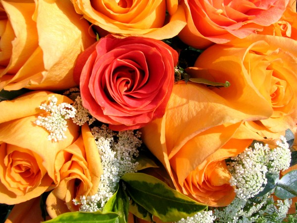 Roses For Dad
