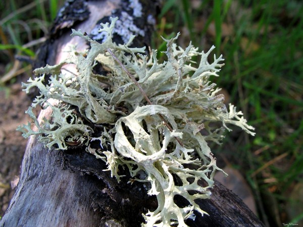 CLose Up of Fungi on Tree Branch