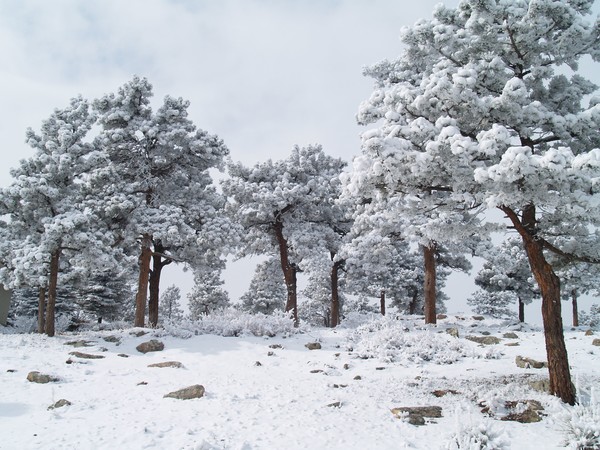 Frosty Trees