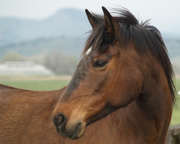 Horse 8 in the series 