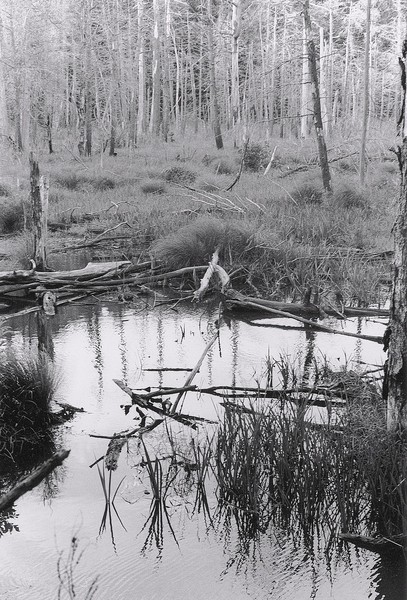Marsh