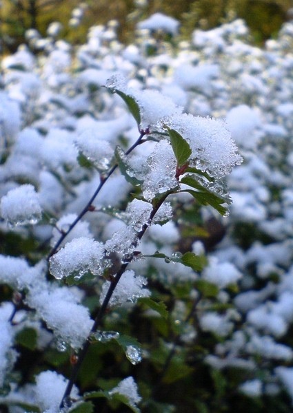 Early Snow