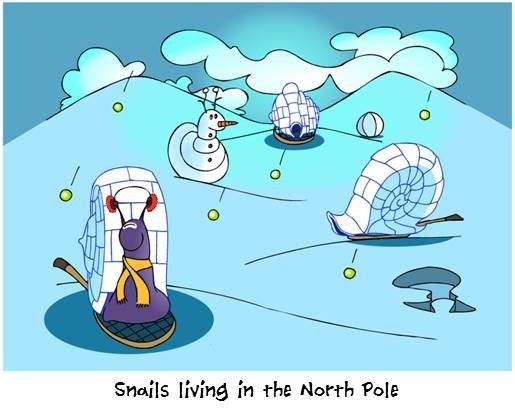Snow Snails