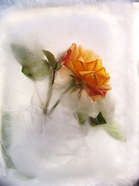 Rose in Ice