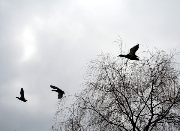 Flying Ducks