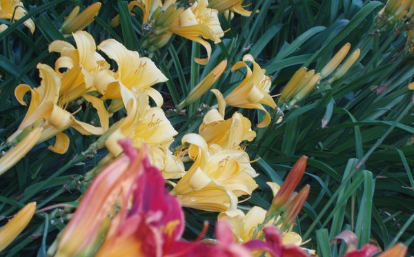Day Lillies