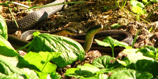 Morning Snakes